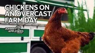 Chickens on an Overcast Day | Farm Ambiance | Johnny Appleseed Organic Village