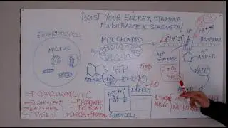 Boost your energy level: Part 2  Energy production at cellular level