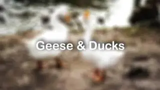 Geese & Ducks - Sound Effect