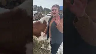 Как спит корова 