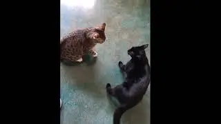 Beau and Lola's daily afternoon tiff