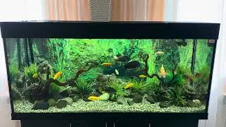 🐠