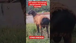 Зот Олишга Кучкор сотилади. Тоза Хисори Каштан рангли. 