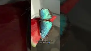 Funny Video Pet Cute 