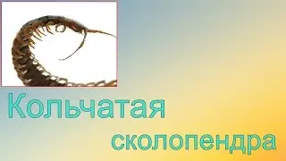 Кольчатая сколопендра.