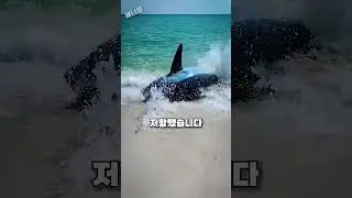 거세게 저항하는 상어를 구해준 사람들