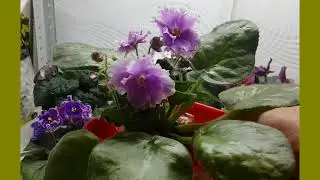 Клещ под ржавчиной - чистка фиалки