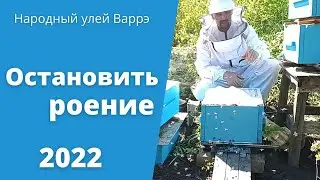Народный улей Варрэ. Противороевой отводок.