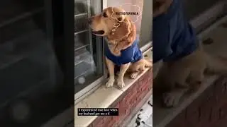 Simba the innocent dog #reels #viralreels #doglovers #goldenretriever #mydogtalks