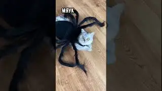 Будет НЕстрашно- Кот паук. New Tik Tok. Приколы Тик Ток лыба