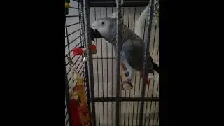 Попугай Гоша