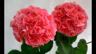 Копия видео 