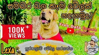Labrador food