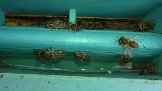 What is important for bees in April