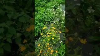 Сахалинец после наводнения показал на видео свой огород, стоя по колено в воде