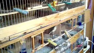 Самодельная сетчатая дверь в птичник + обзор