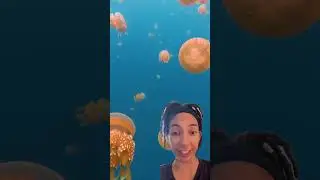 Would You Swim in This Jellyfish Lake? (Philippines)