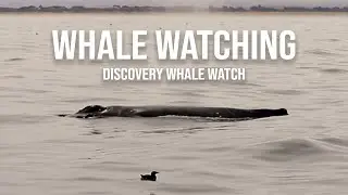 Discovery Whale Watching: April 23, 2023