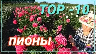 Прекрасные пионы для вашего сада. Часть 3 / Сад Ворошиловой