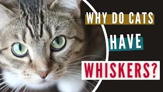What Are Whiskers for?