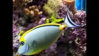 Naso Tang - Pucker Up!