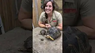 Turtles Vs Tortoises🤯🙌