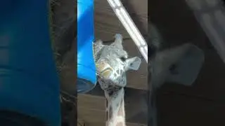 Why do they chew like this? #animal #wild #wildlife #safari #tall #giraffe #zoo