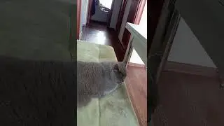 кто там!?
