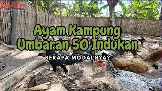 Budidaya Ayam Kampung Umbaran, 50 Ekor Indukan Berapa Modalnya?