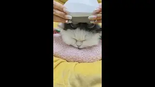 ASMR Cat Spa No Talking   Intense Ear Cleaning, Face Massage & Paw Wash Triggers 4K (E10)