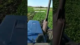 Использование сидератов в севообороте.