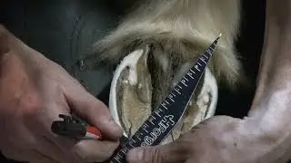 Mapping Out the Hoof
