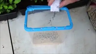Gardening Tip - How to Dilute Seeds for Easy Sowing