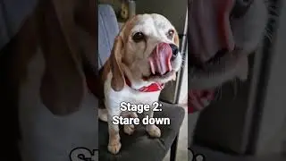 4 stages of beagle begging for food 🤣 #beaglelife #beagletales #funnydogs #pets #dogs  #beagleslife
