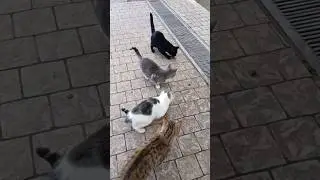 В сердце каждого из нас живёт котик 