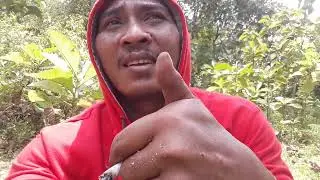 Pakan Domba Yg Melimpah/Bahan Selase