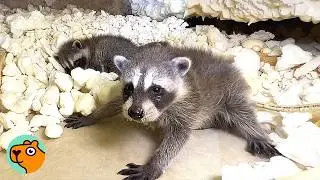Raccoon Family Almost Tricked The Removers | Cuddle Buddies