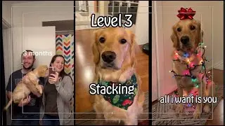 Puppy growth + Patience Training (Shorts Compilation)