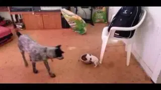 chien vs chiot