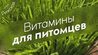 Витамины для ваших питомцев 🐶 и не только для них