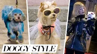 These puppies have got style — Videofashion's "Doggy Style"