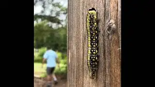 Cute Caterpillar Crawl 