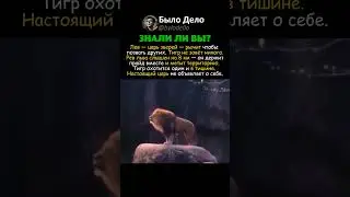 ЛЕВ РЫЧИТ НА 8 КМ  ТИГР ПРОСТО ПОЯВЛЯЕТСЯ
