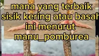 sisik mana yang terbaik, basah atau kering
