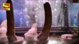 clams that look like a PENIS