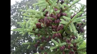#Ель8 #Spruce8 #Хвойные растения26 #Conifers26 Декоративные растения