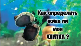 Как определить, жива ли моя УЛИТКА - аквариумистика