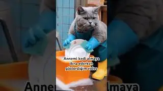 #youtubeshorts #cat #lovecat #shortvideo #kedi #catlife #shorts