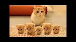 So many cute kittens videos compilation 2026