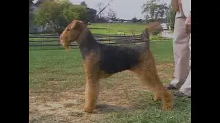 Airedale Terrier - AKC Dog breed series
